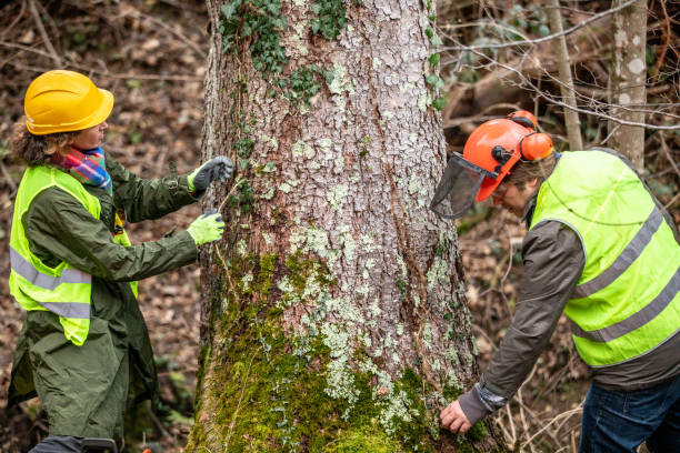 Best Tree Preservation Services  in USA